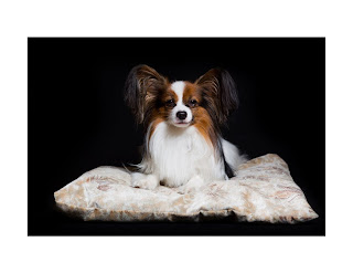 Papillon dogs, also known as the Continental Toy Spaniel, are one of the most beloved breeds in the world. These small dogs have a unique appearance and personality that make them stand out from other breeds.