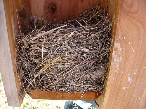 Eastern Bluebird Nest