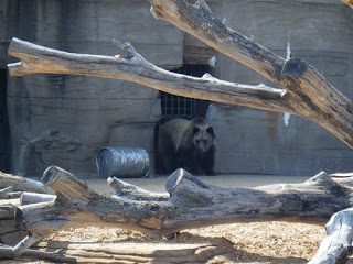 Tulsa Zoo ~ Bear