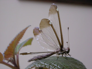 dragonfly, Honduras