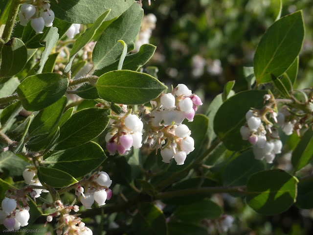 210: lots of manzanita with little hanging pink flowers