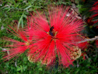 Caliandra e a abelha negra