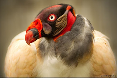 Sistema Urubu, urubuzar, dia de urubuzar, urubu mobile, atropelamento de animais, estrada, rodovias, CBEE, Centro Brasileiro de Estudos em Ecologia de Estradas, Natureza, conservação, extinção, animais atropelados, animais selvagens