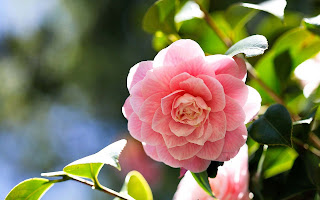 Camellia Flower Beautiful Desktop Wallpaper