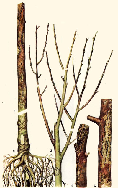 Повреждения ствола, корневой системы и ветвей яблони после суровых зим