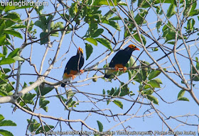 Yellow-faced Myna in the forest near Klabili village of Klasow valley