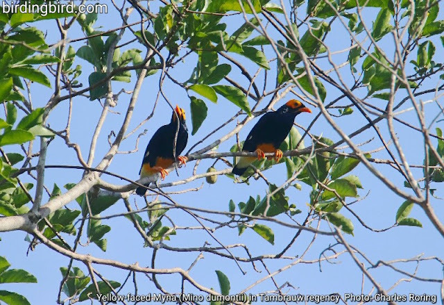 Yellow-faced Myna in the forest near Klabili village of Klasow valley