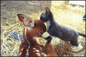 kitten kisses deer in head, funny animal pictures of the week