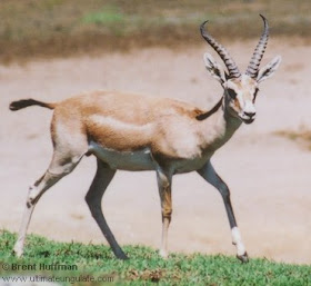 gacela persa Gazella subgutturosa