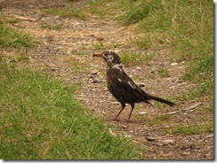 Blackbird
