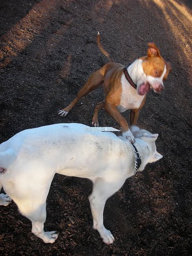 dogo argentino hunting boar. To help you in ourdogo