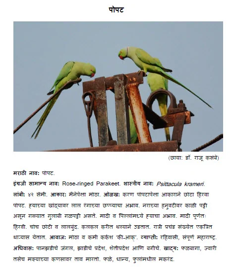 rose ringed parakeet popat bird information in marathi
