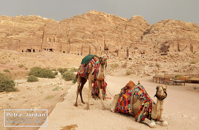 Petra Camels