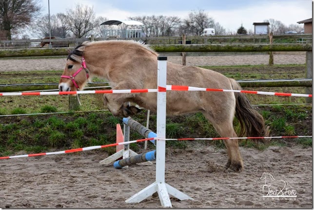 kd_ponysch_freispringen20