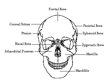 Human Biology: April 2008