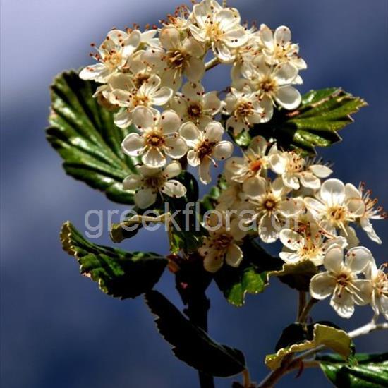 Ария зонтичная / Ария округлая / Рябина зонтичная (Aria umbellata, =Aria orbiculata, =Sorbus umbellata)