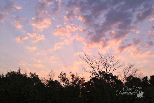 Pink clouds dot the sky in this sunrise