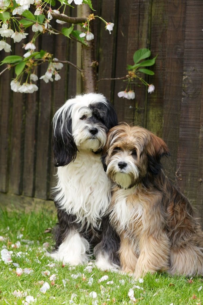 Everything About Your Tibetan Terrier Luv My Dogs