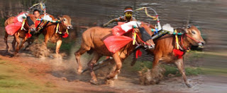 Indonesia sangat kental sekali dengan kekayaan adat istiadat maupun budayanya di seantero  Adu Balap Sapi di Madura ( Bull Race in MADURA)