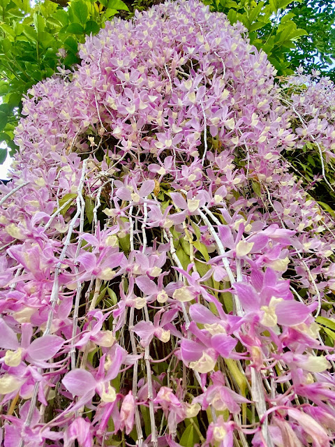 天宮石斛​花瀑