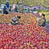 Fruit growers, buyers suffer losses due to low apple demand