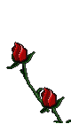 Flor (121)