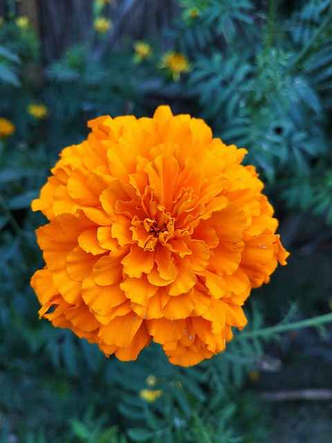Growing Marigolds From Seed Meaning and Tips