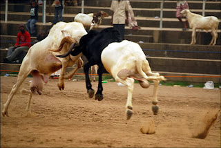 Laga Kambing Di Nigeria