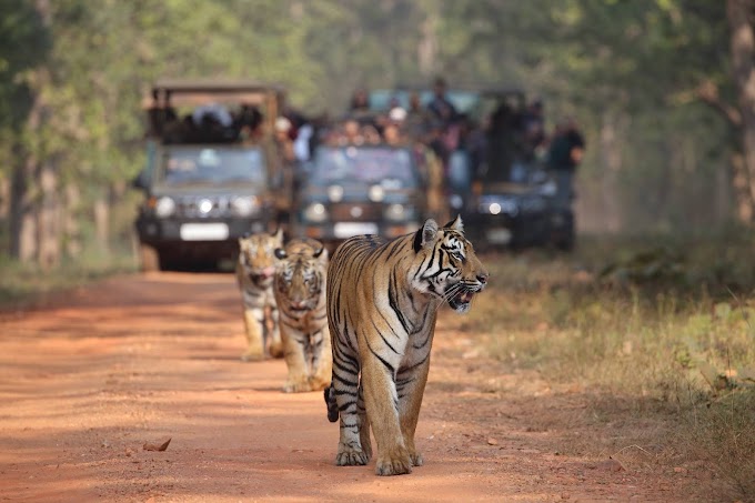   Tadoba Tour Packages: A Complete Guide to Your Wildlife Adventure