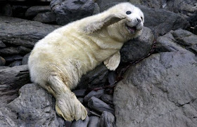 funny animal pics, animal photos, baby seal waving