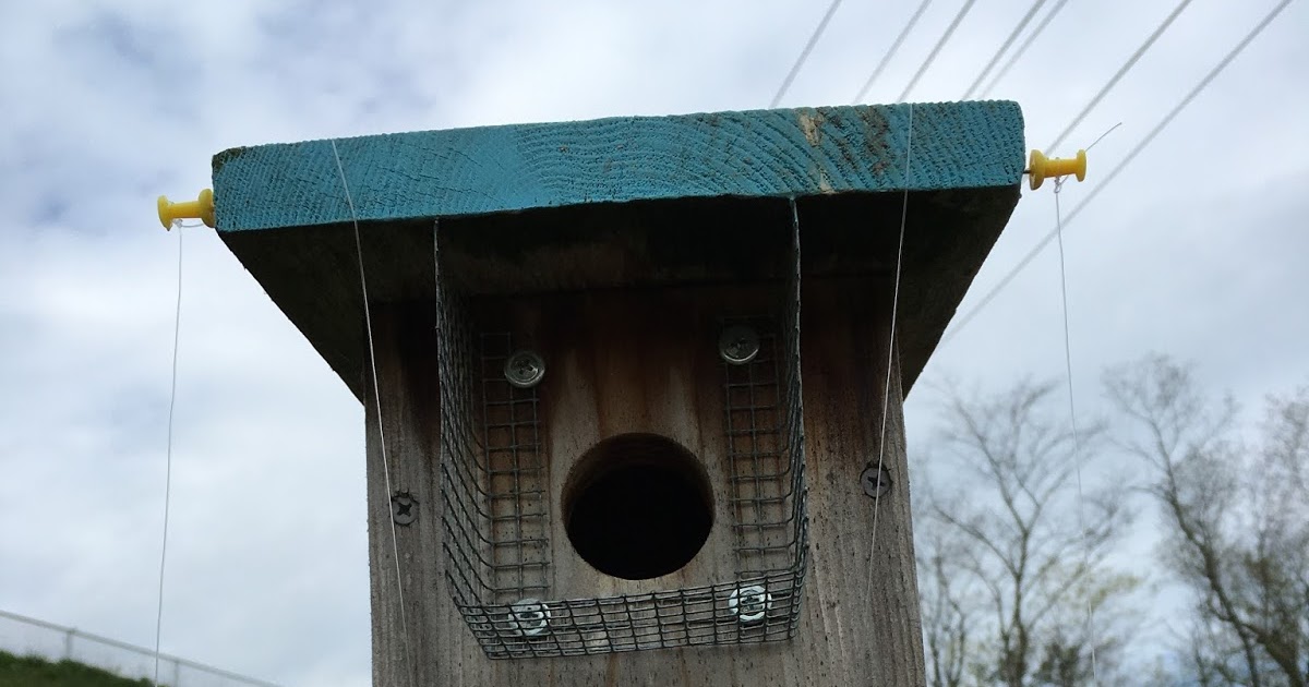 Bluebirds of Peters: What? Fishing Line Helps Birds?!