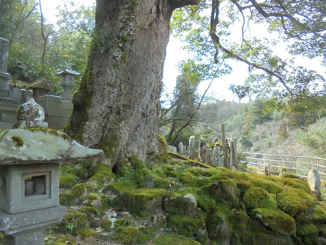 美しい老年の木