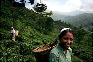 Darjeeling Holidays