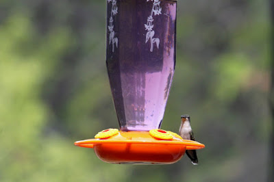 female ruby-throated hummingbird at nectar feeder