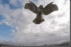%2Fhypescience.com%2Fwp-content%2Fuploads%2F2014%2F10%2Ffalc%C3%A3o-ataca-drone-v%C3%ADdeo-600x271
