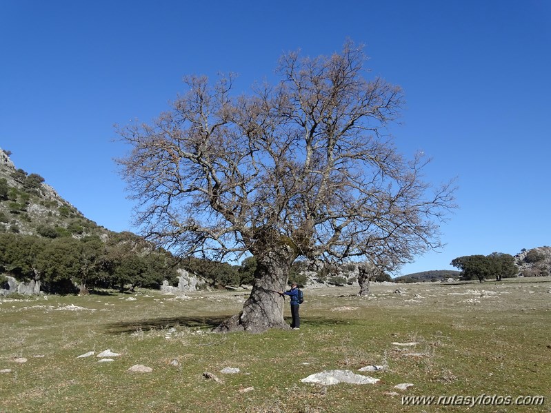 Los Lajares - Llanos de Zurraque - Cortijo del Mojon Alto - Cabeza de Caballo - Llanos del Republicano