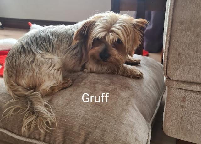 Gruff, male Yorkie laying on a cushion