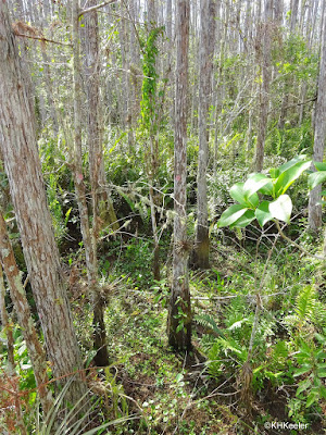 south Florida forest