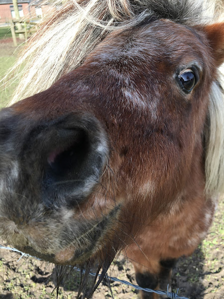 Nieuwsgierige pony