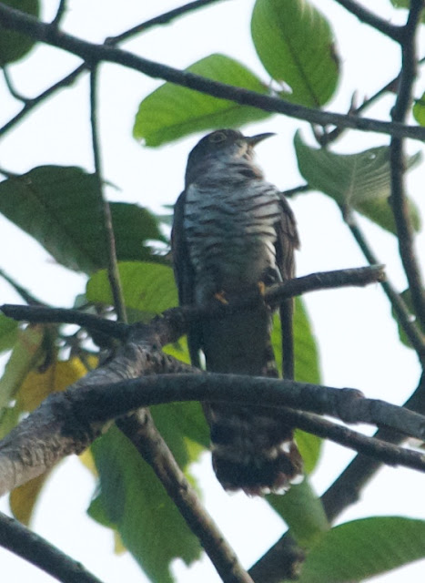 Indian Cuckoo (Cuculus micropterus)