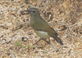 Black-throated Sunbird (Aethopyga saturata)