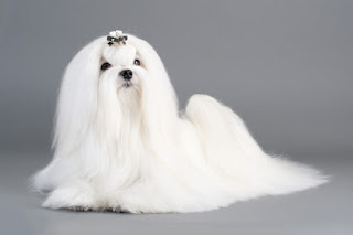 raza Maltese