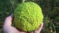 fruit around the world, strange fruit, strange fruit around the world, crazy fruit, crazy fruit around the world, OSAGE ORANGE