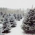 Best Of Images Of Snowy Christmas Trees