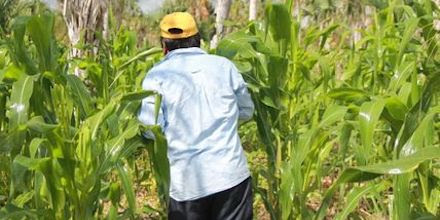 Productores de maíz de Bacalar prefieren reproducción y recuperación de semillas nativas