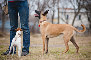 Two cute dogs looking up at a man with a treat bag on his belt