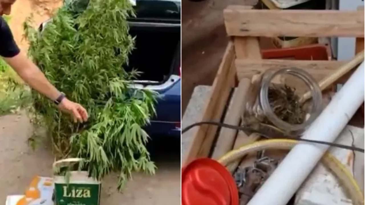 Plantou maconha é colheu cadeia em Várzea Paulista