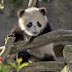 Videoclipuri cu ursi Panda