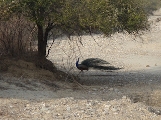 peacock