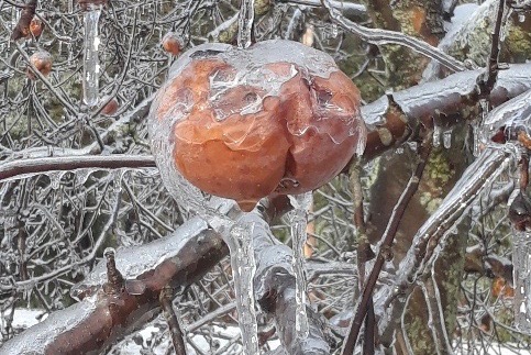 Ice-coated apple on a tree